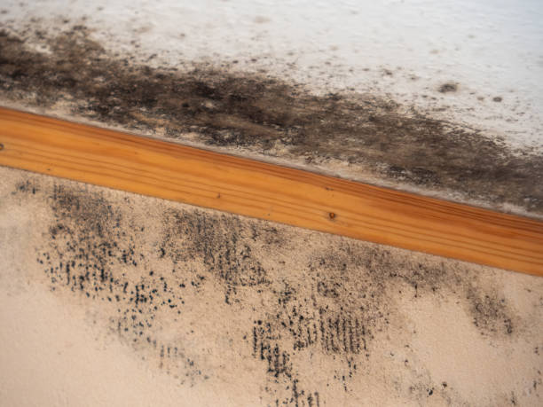 Best Attic Mold Removal  in Lincoln Park, NJ